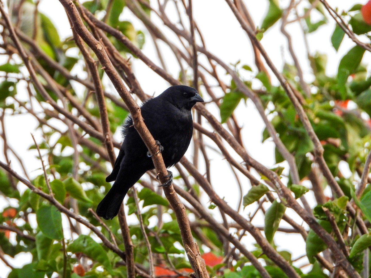 Vacher criard - ML646532104