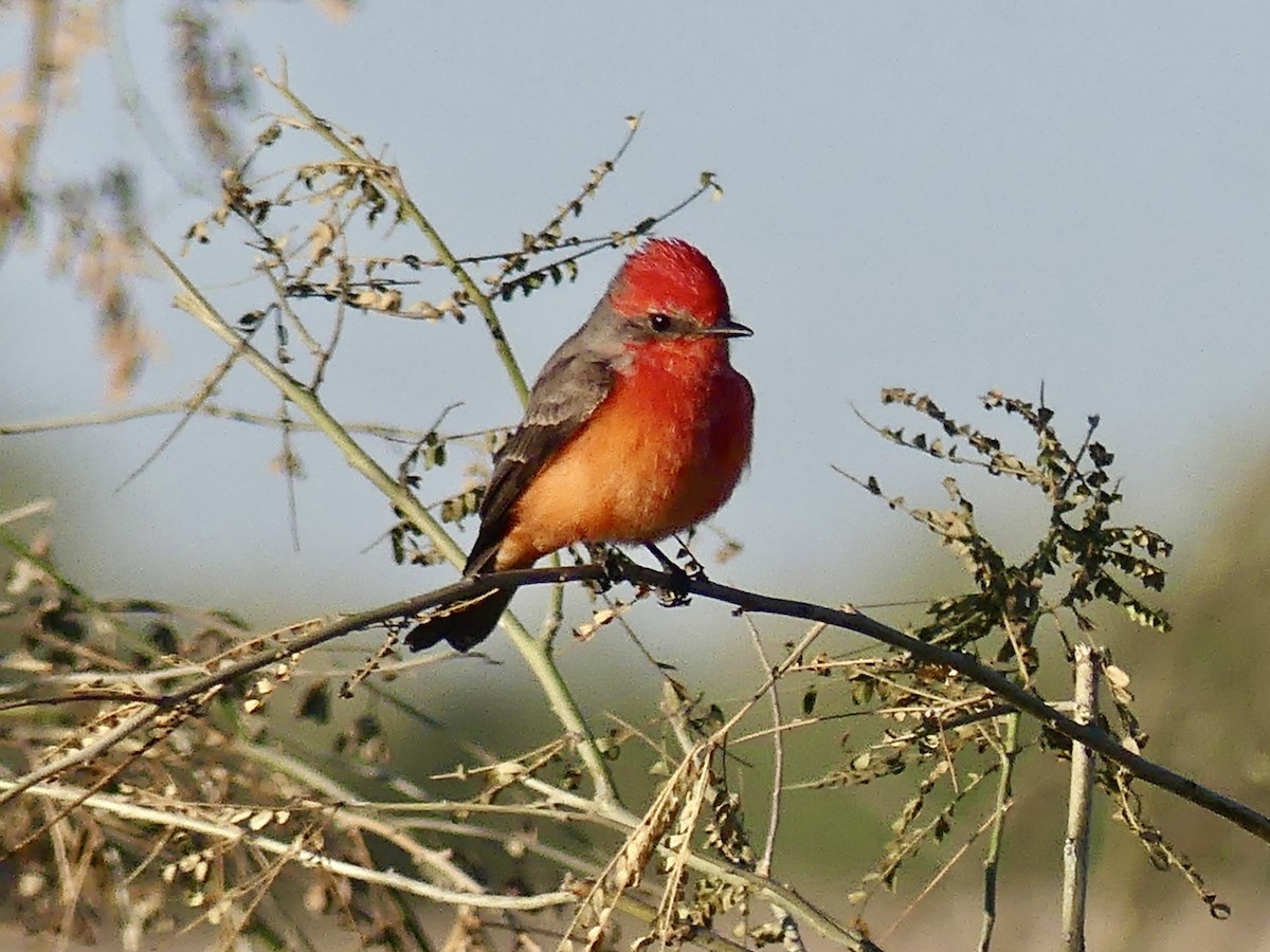 ベニタイランチョウ - ML646532106