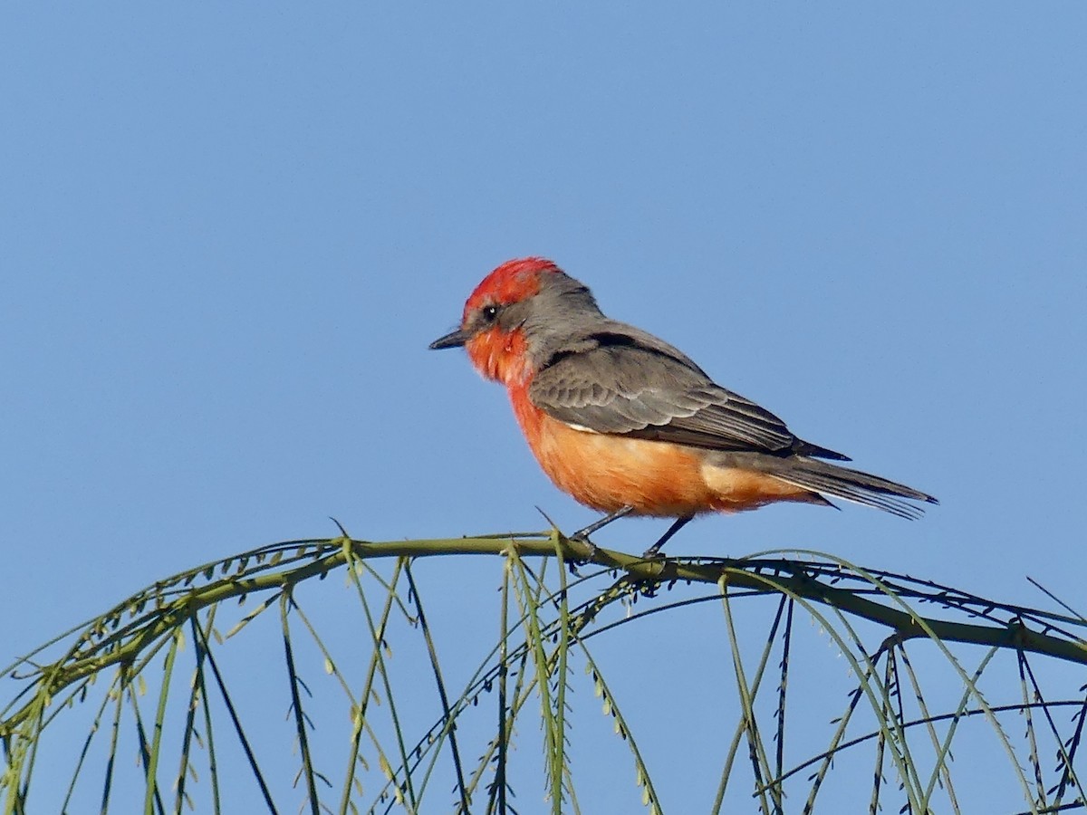 ベニタイランチョウ - ML646532107