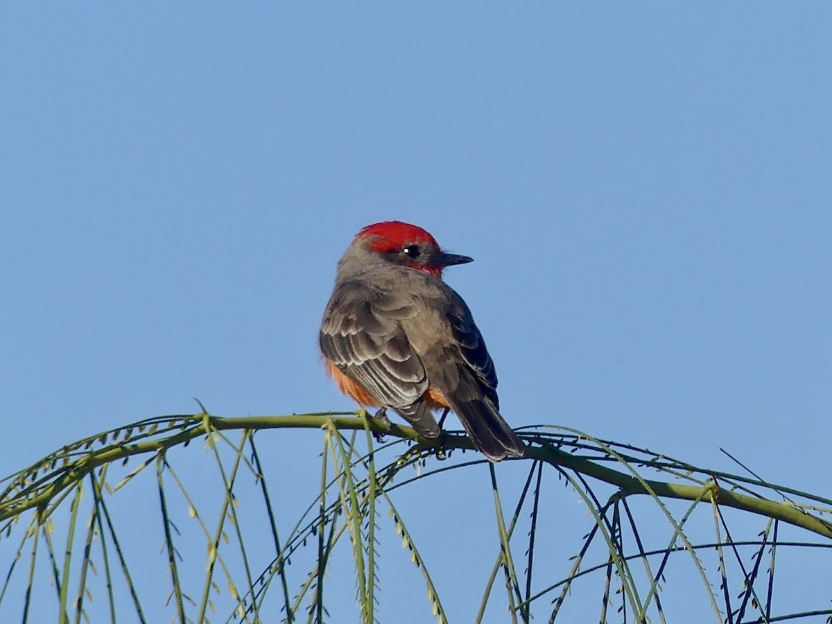 ベニタイランチョウ - ML646532108