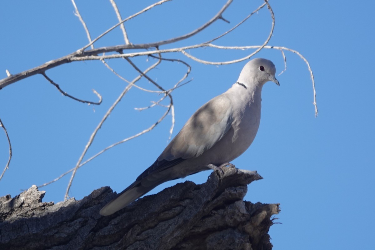 Eurasian Collared-Dove - ML646532109