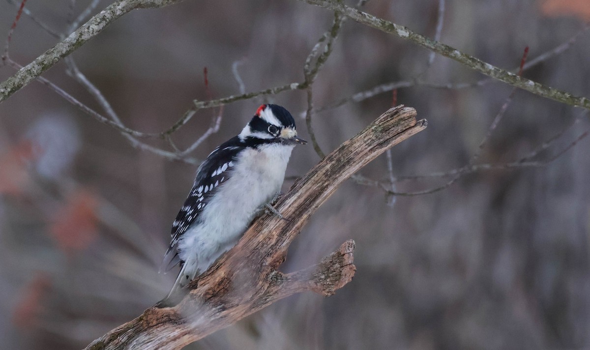 Pic mineur - ML646532113