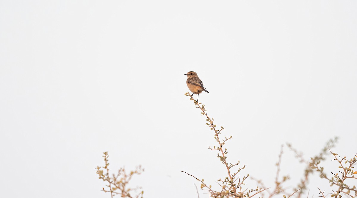 Siberian Stonechat - ML646532114