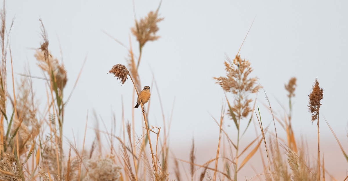 Siberian Stonechat - ML646532115
