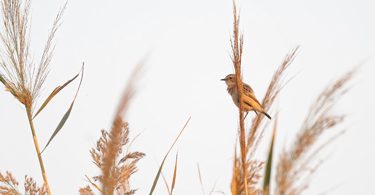 Siberian Stonechat - ML646532116