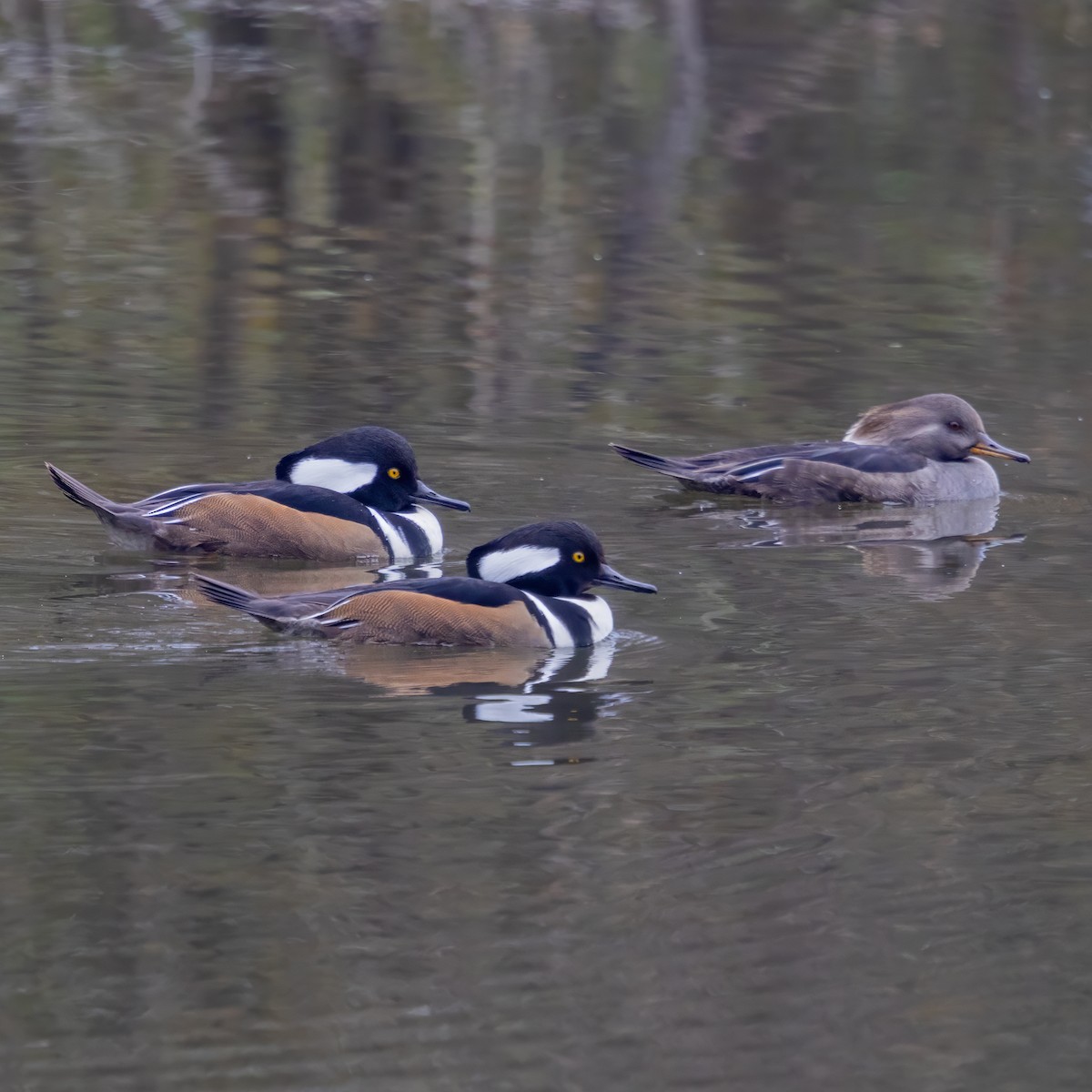Hooded Merganser - ML646532118