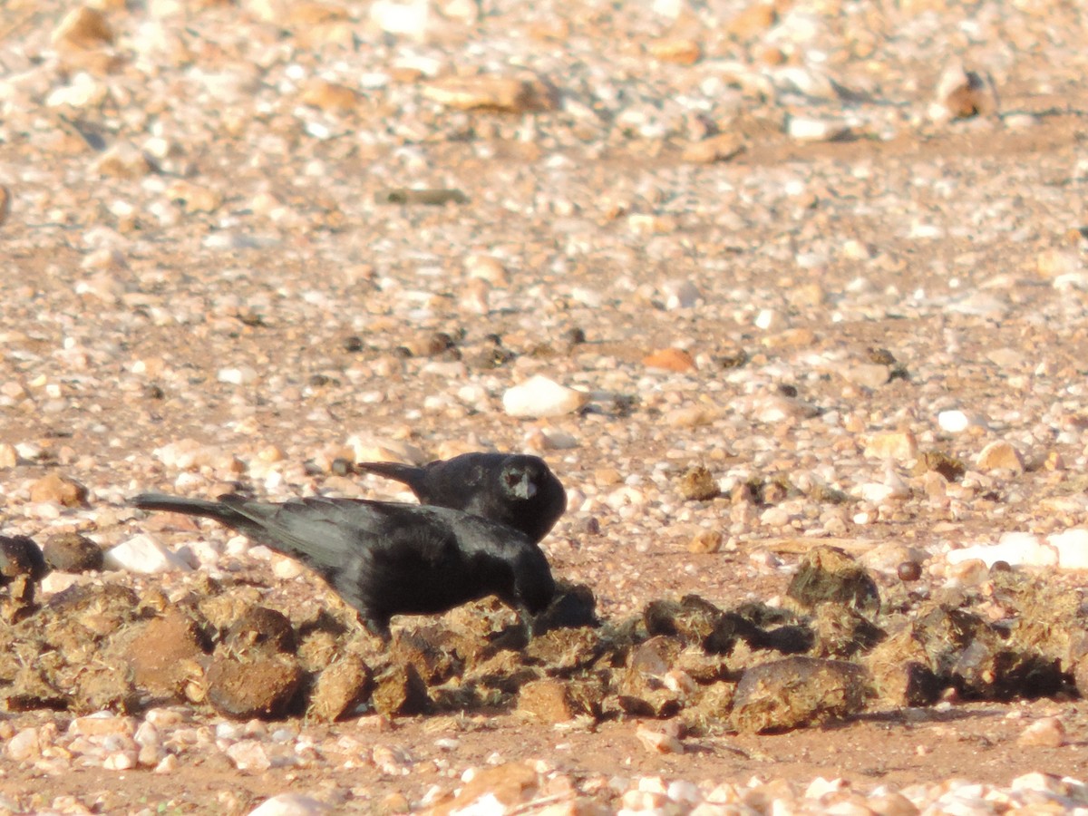 Shiny Cowbird - ML646532119