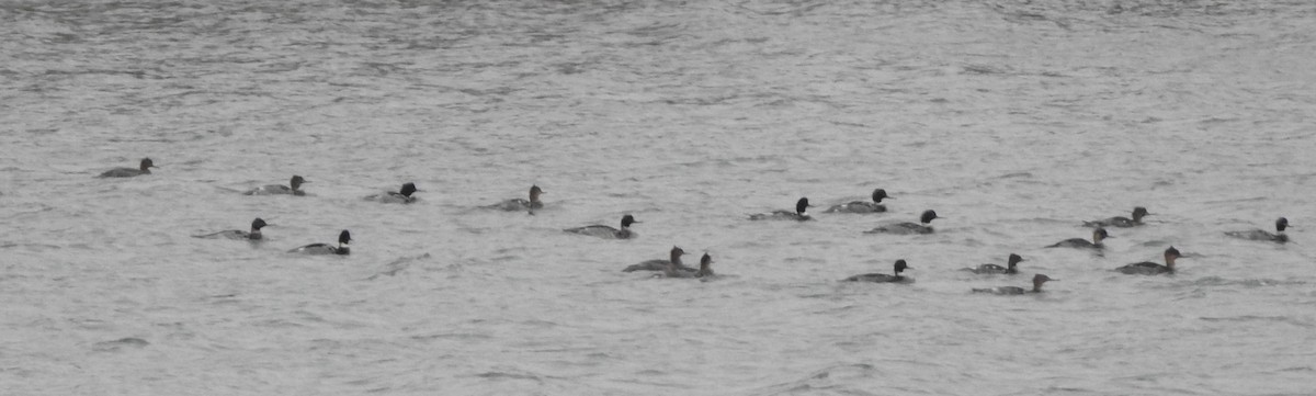 Red-breasted Merganser - ML646532120