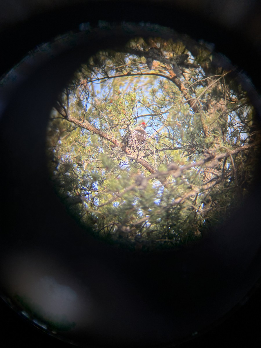 Spruce Grouse - ML646532121