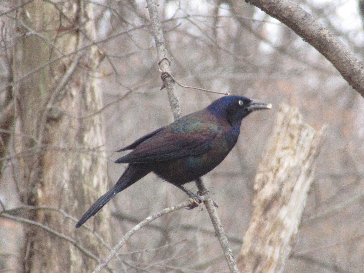 Purpurgrackel - ML646532122