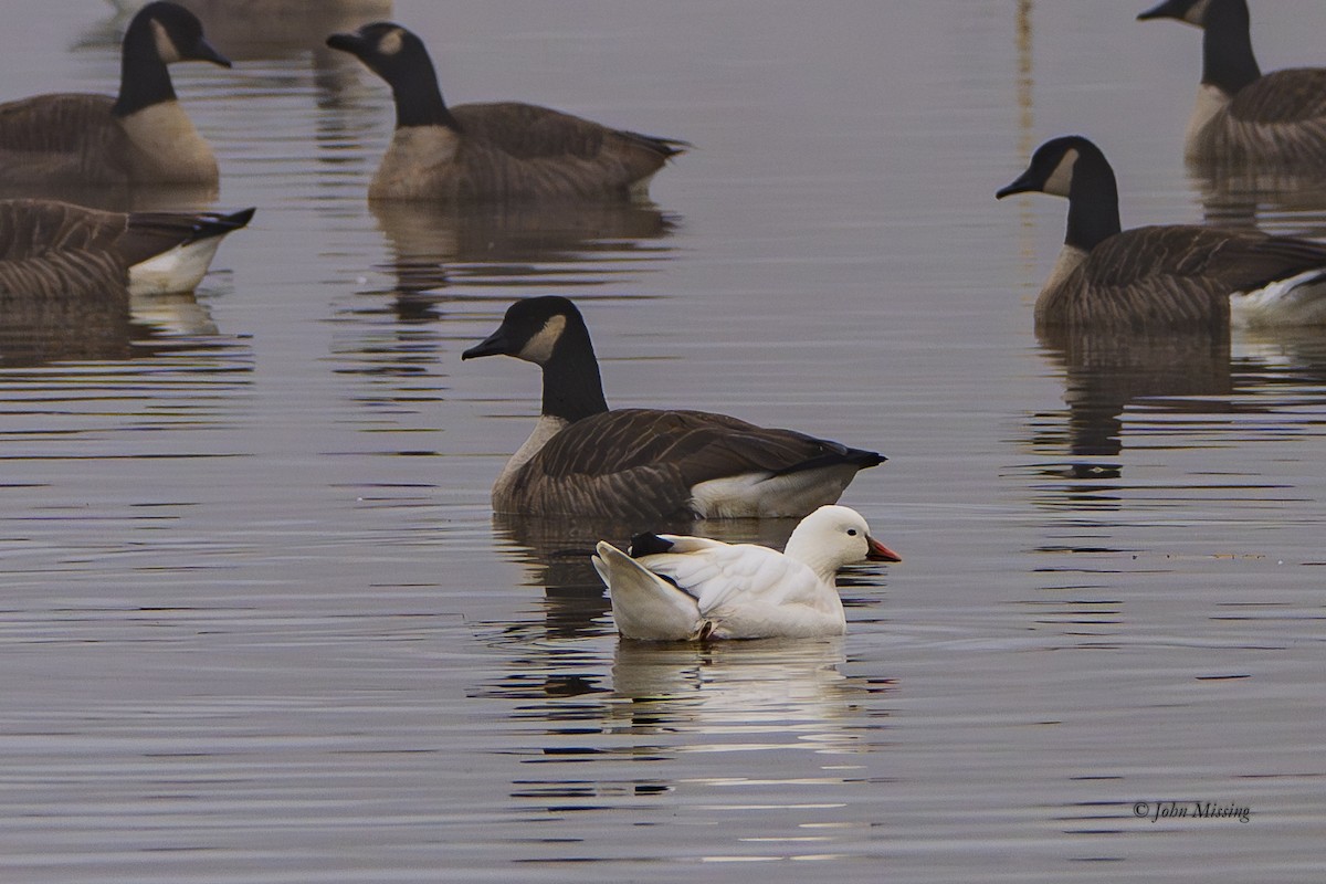 Küçük Kar Kazı - ML646532124