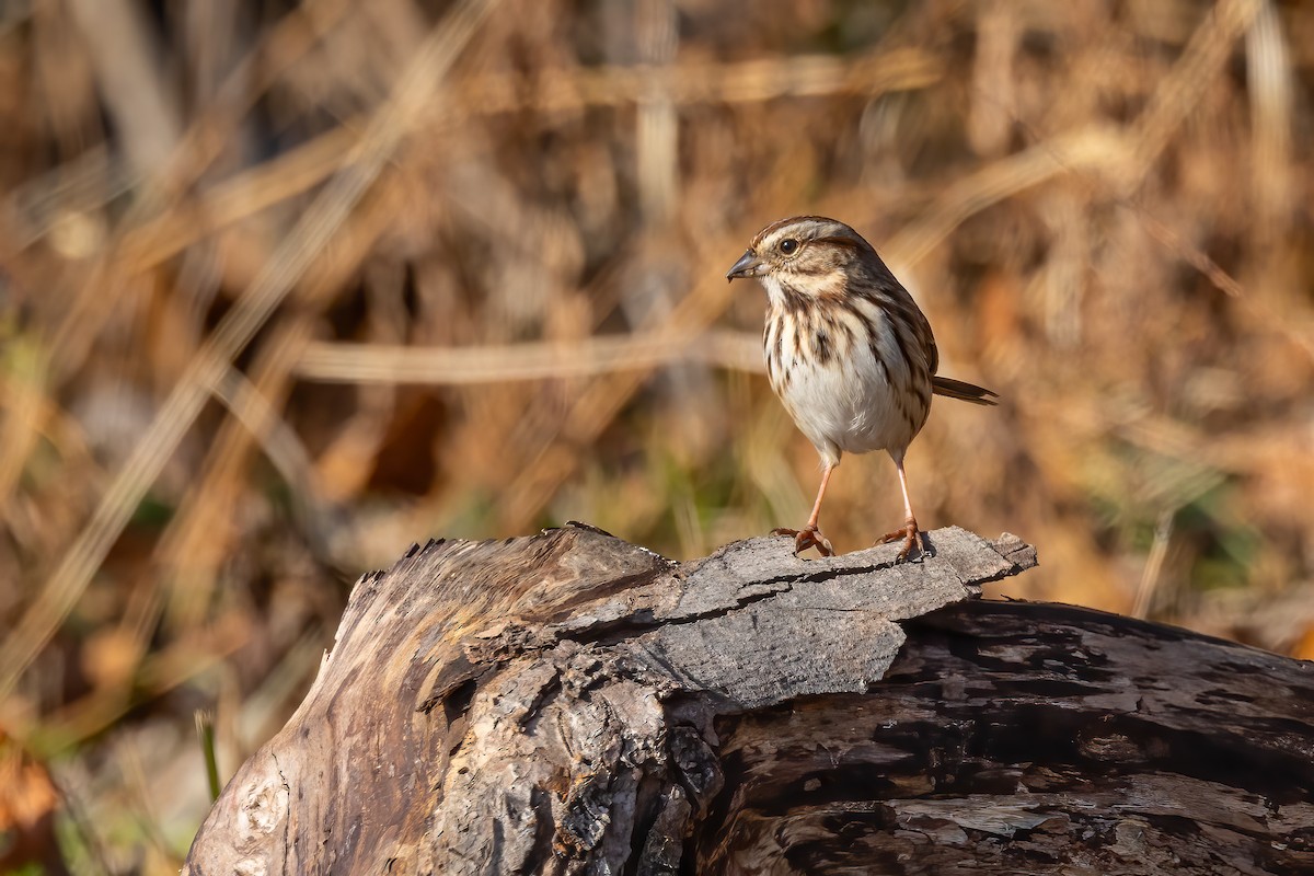 Song Sparrow - ML646532128