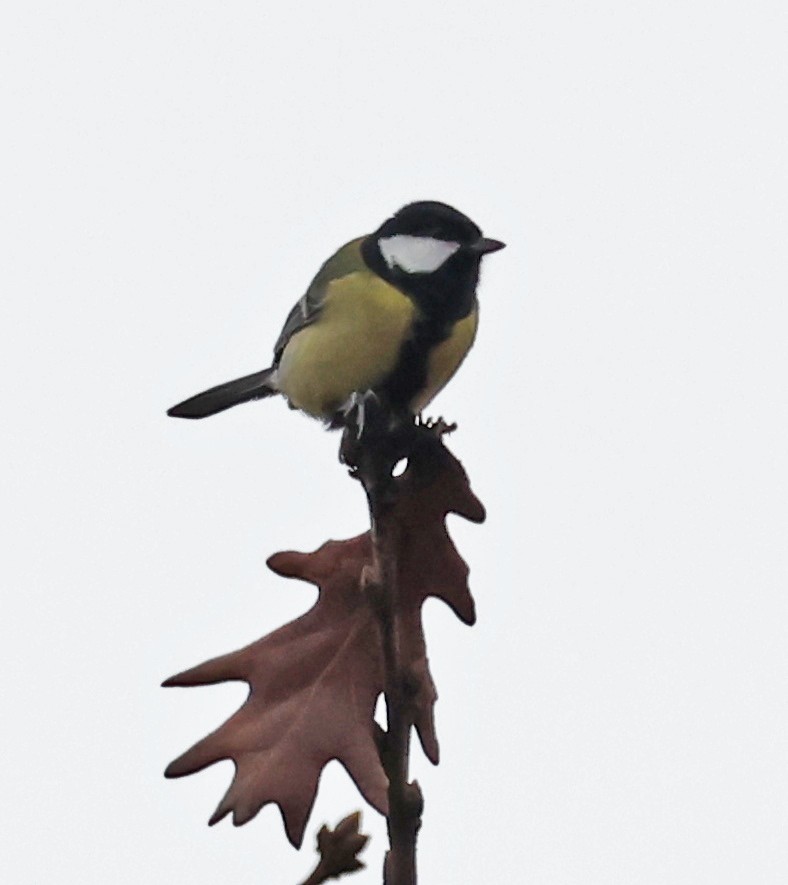 ヨーロッパシジュウカラ - ML646532129