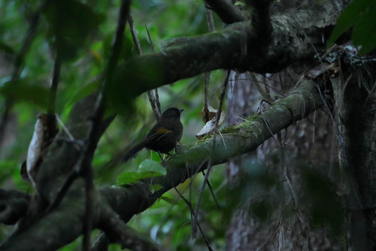 Scaly Laughingthrush - ML646532130