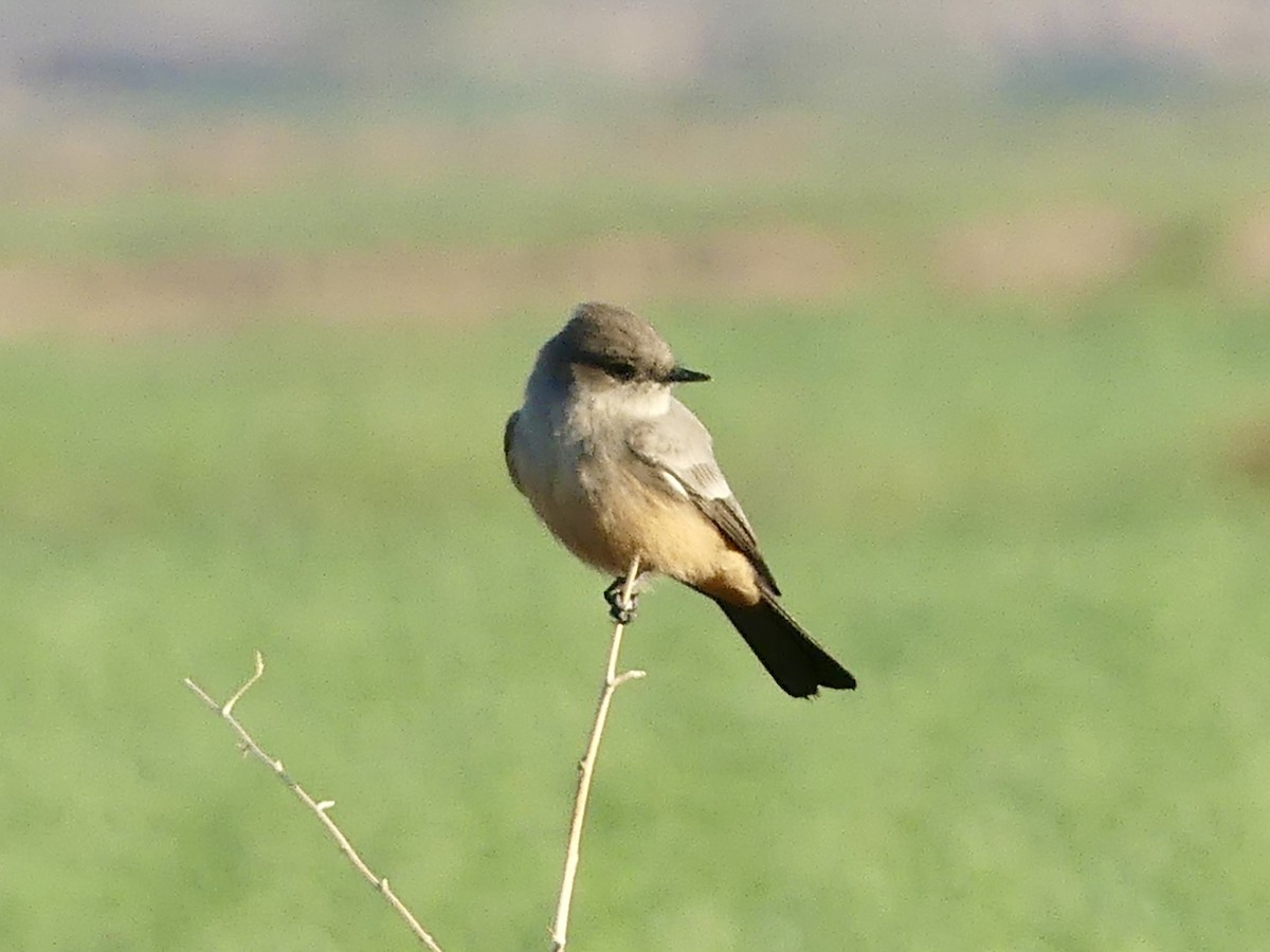 チャイロツキヒメハエトリ - ML646532131