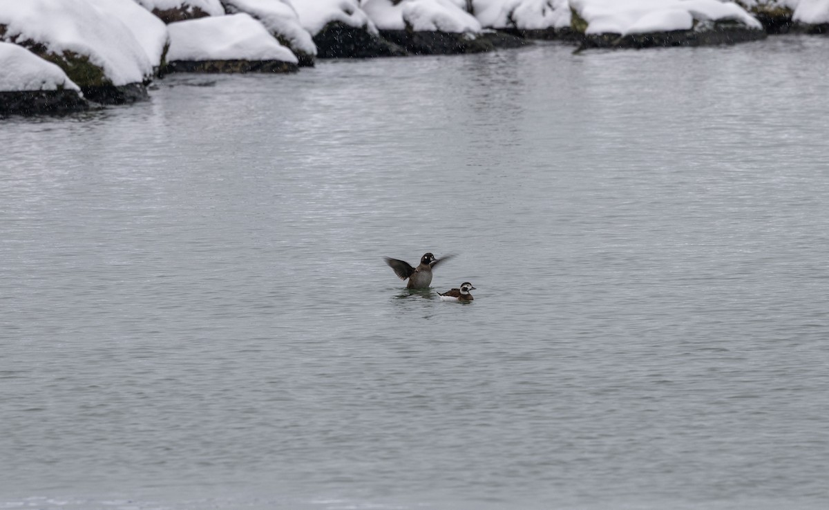 harlekinand - ML646532132