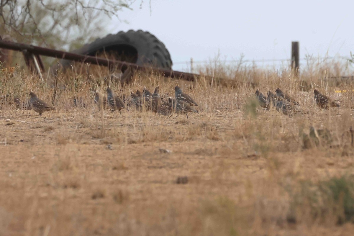 Scaled Quail - ML646532133