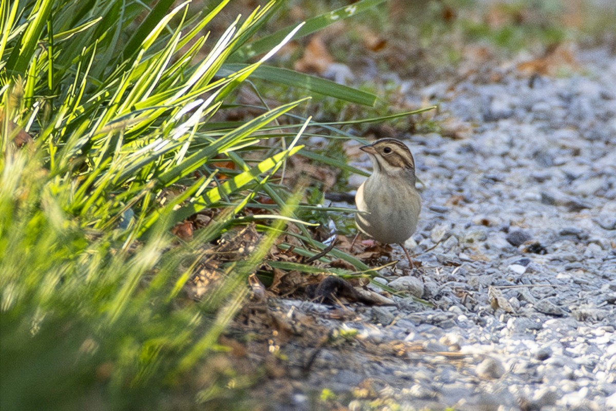 Clay-colored Sparrow - ML646532134