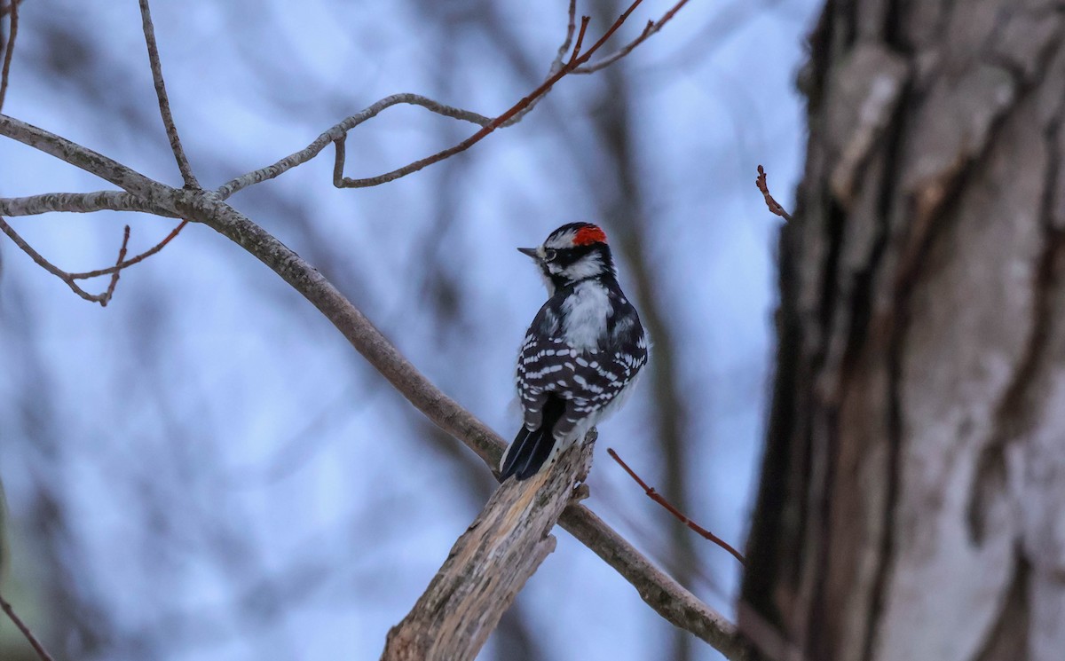 Pic mineur - ML646532135