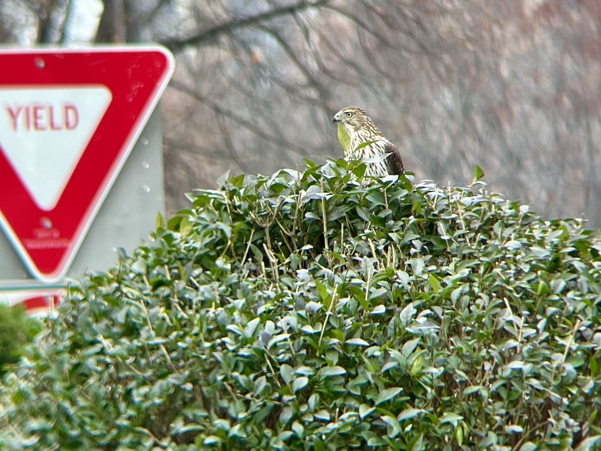 Куперов ястреб - ML646532136