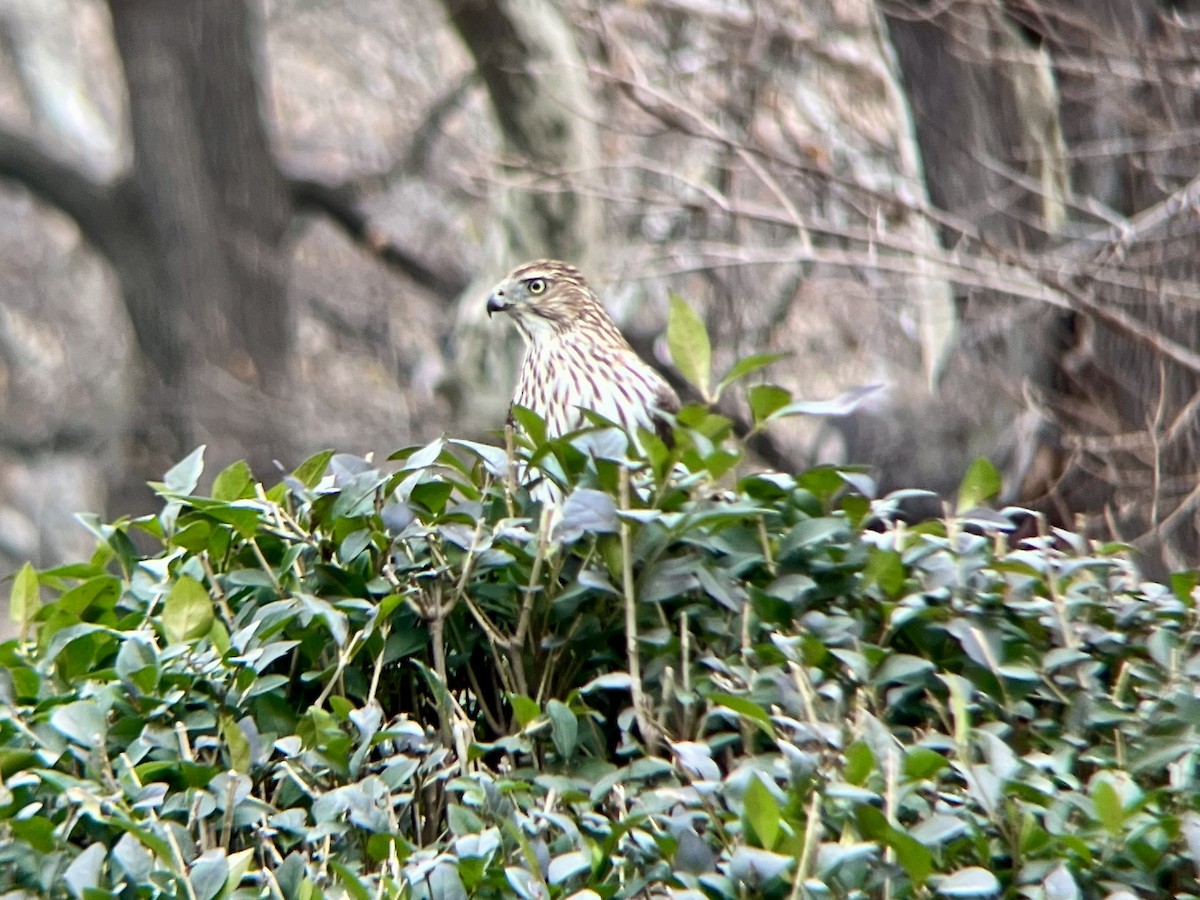 Куперов ястреб - ML646532137