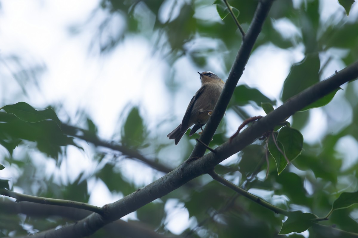 Common Firecrest - ML646532138