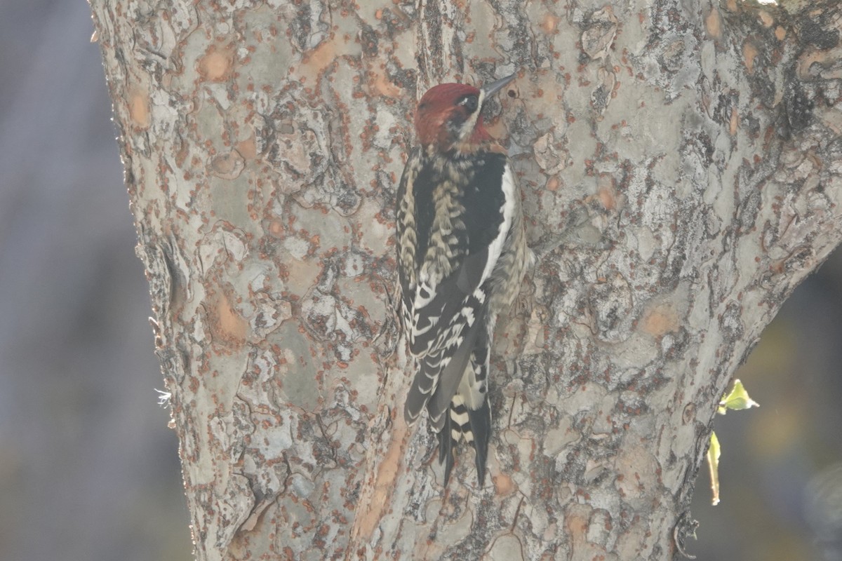 sapsucker sp. - ML646532139