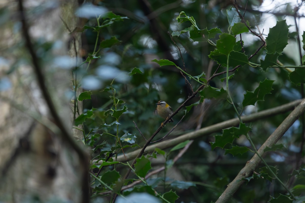Common Firecrest - ML646532140