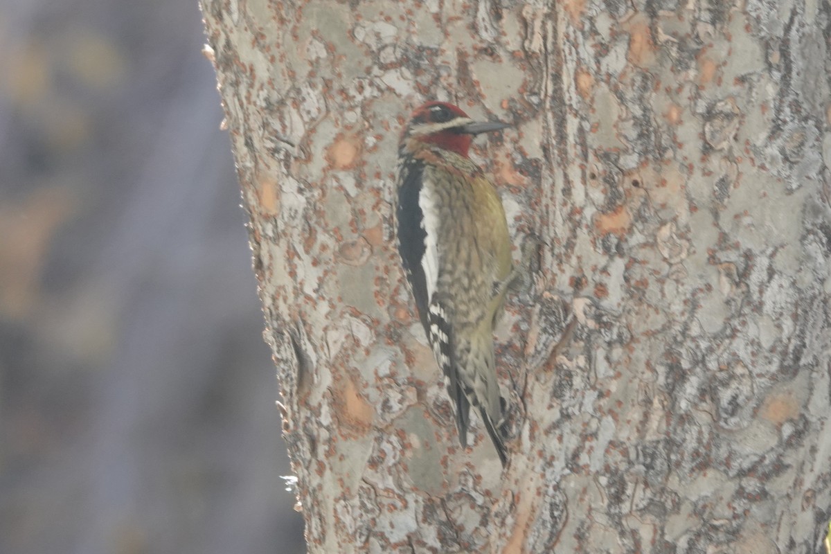 sapsucker sp. - ML646532141