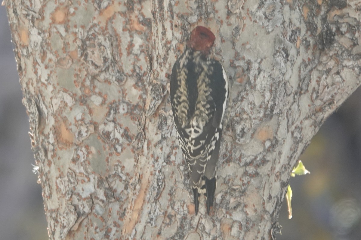 sapsucker sp. - ML646532142