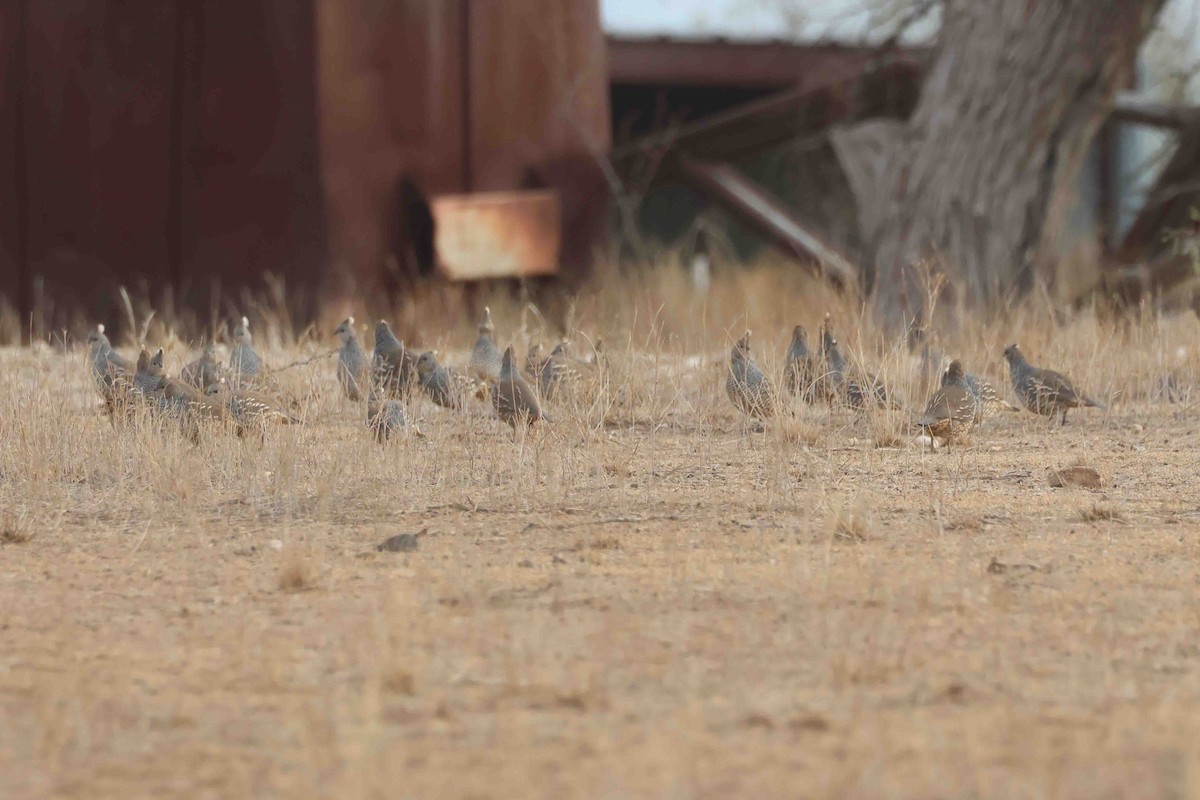 Scaled Quail - ML646532143