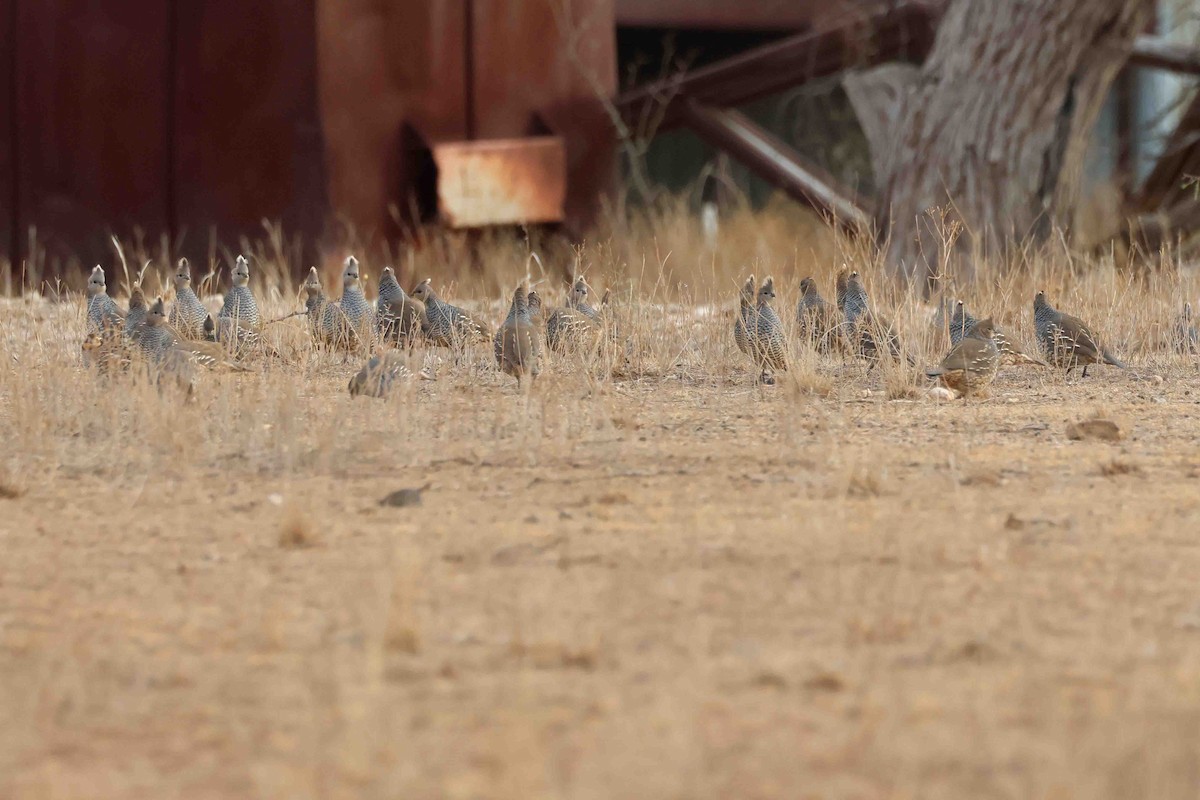 Scaled Quail - ML646532144