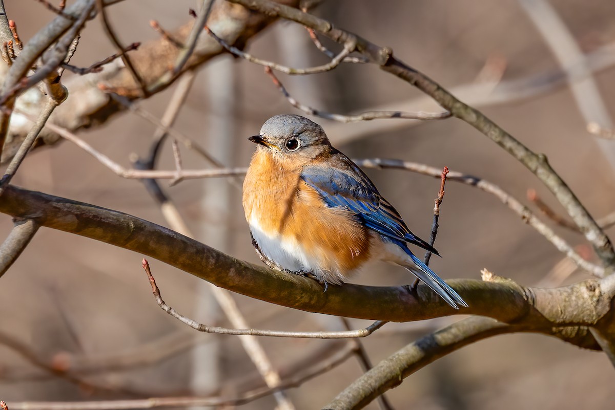 Eastern Bluebird - ML646532145