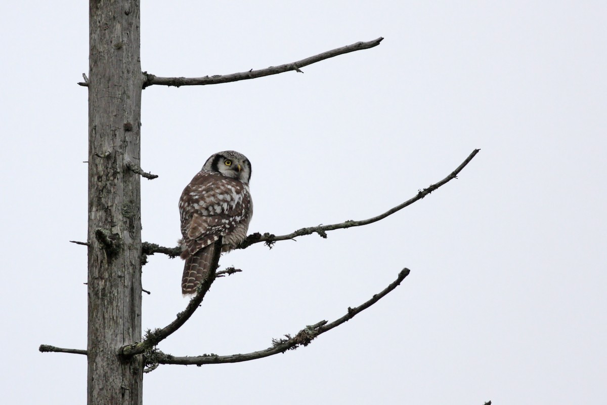 Northern Hawk Owl - ML646532146