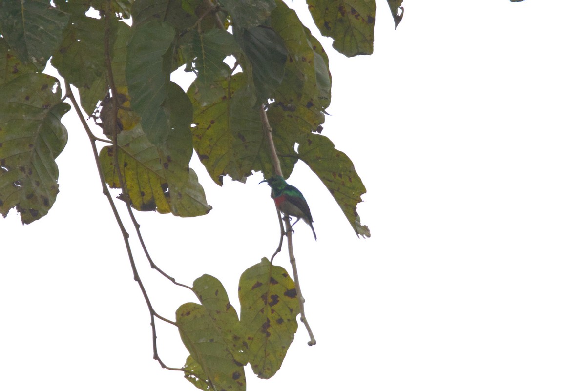 Изумрудная нектарница - ML646532147