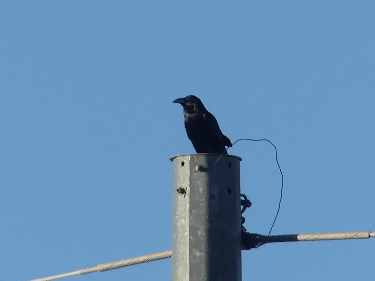 ワタリガラス - ML646532148