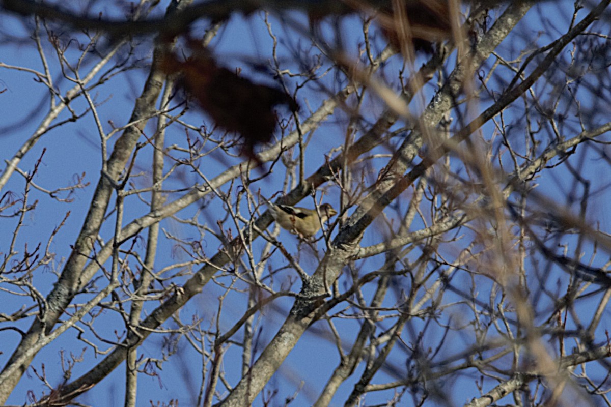 Evening Grosbeak - ML646532149