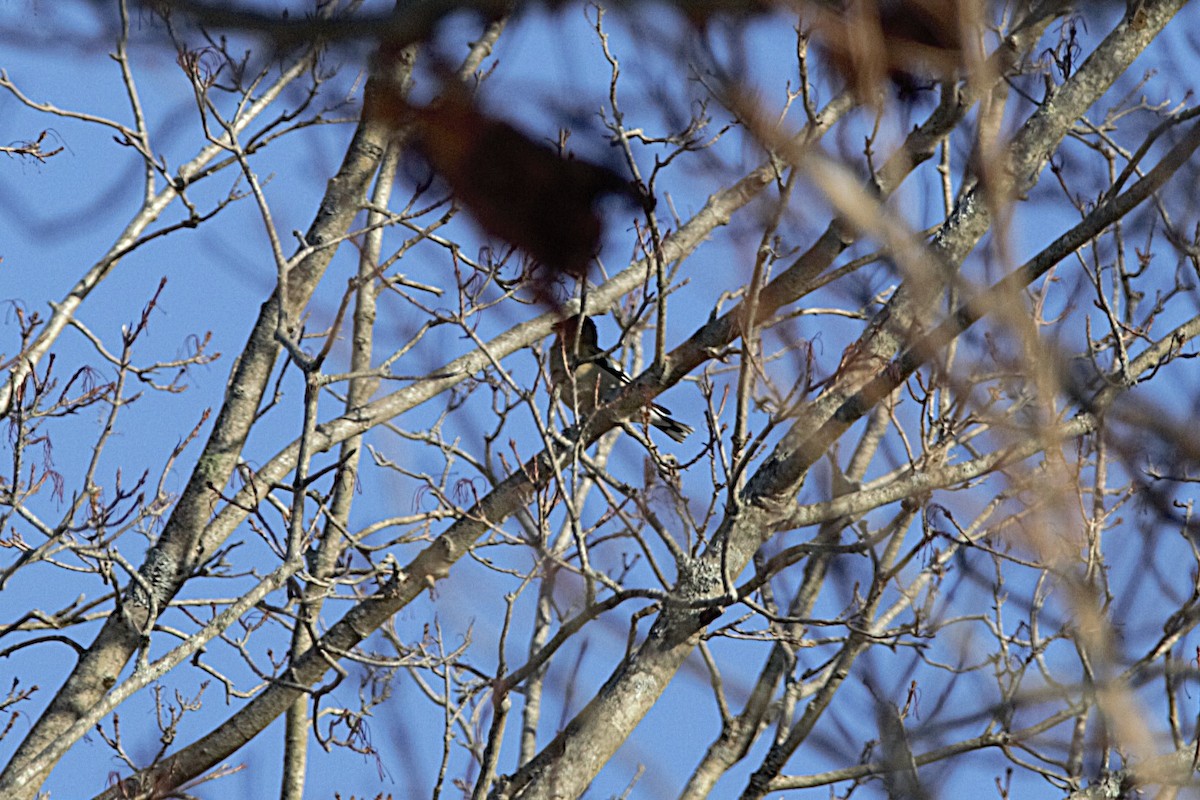 Evening Grosbeak - ML646532150