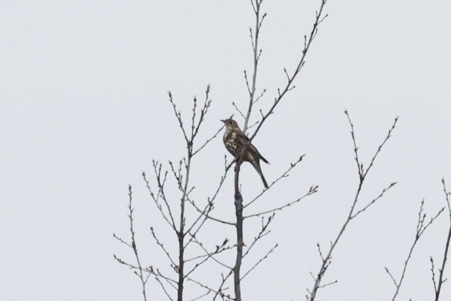 ヤドリギツグミ - ML646532159