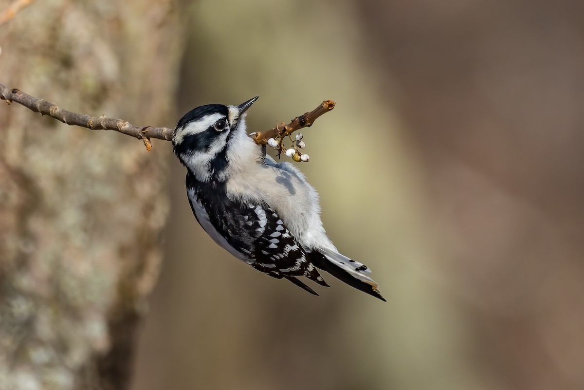 Downy Woodpecker - ML646532165