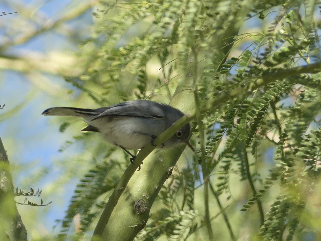 ブユムシクイ - ML646532166