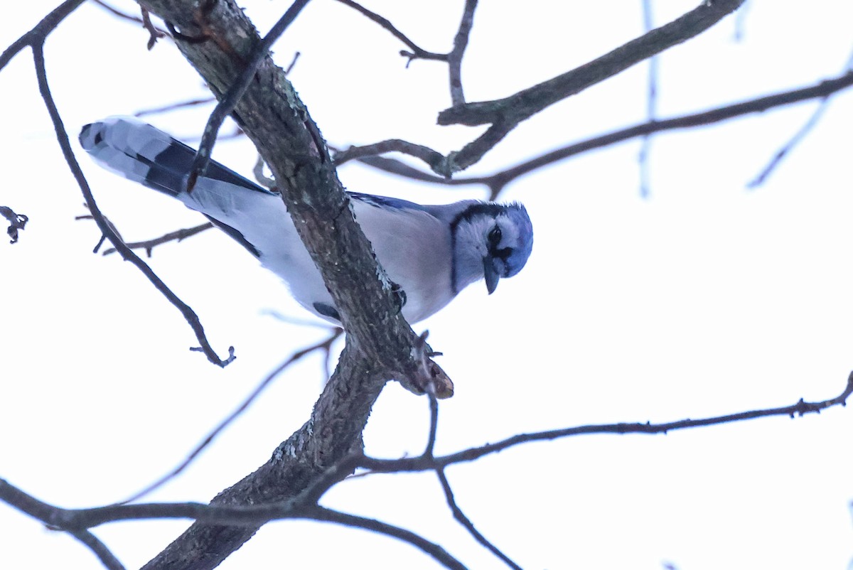 Geai bleu - ML646532167