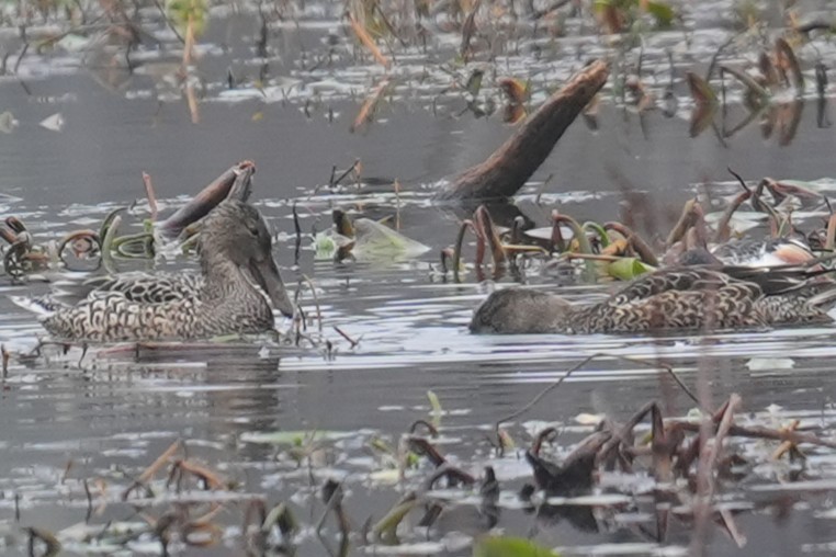 Northern Shoveler - ML646532168
