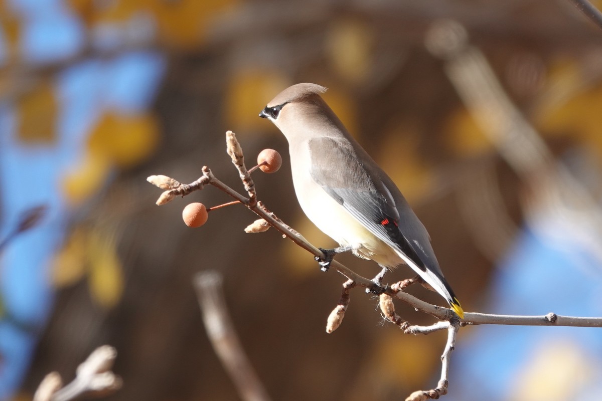 Cedar Waxwing - ML646532174