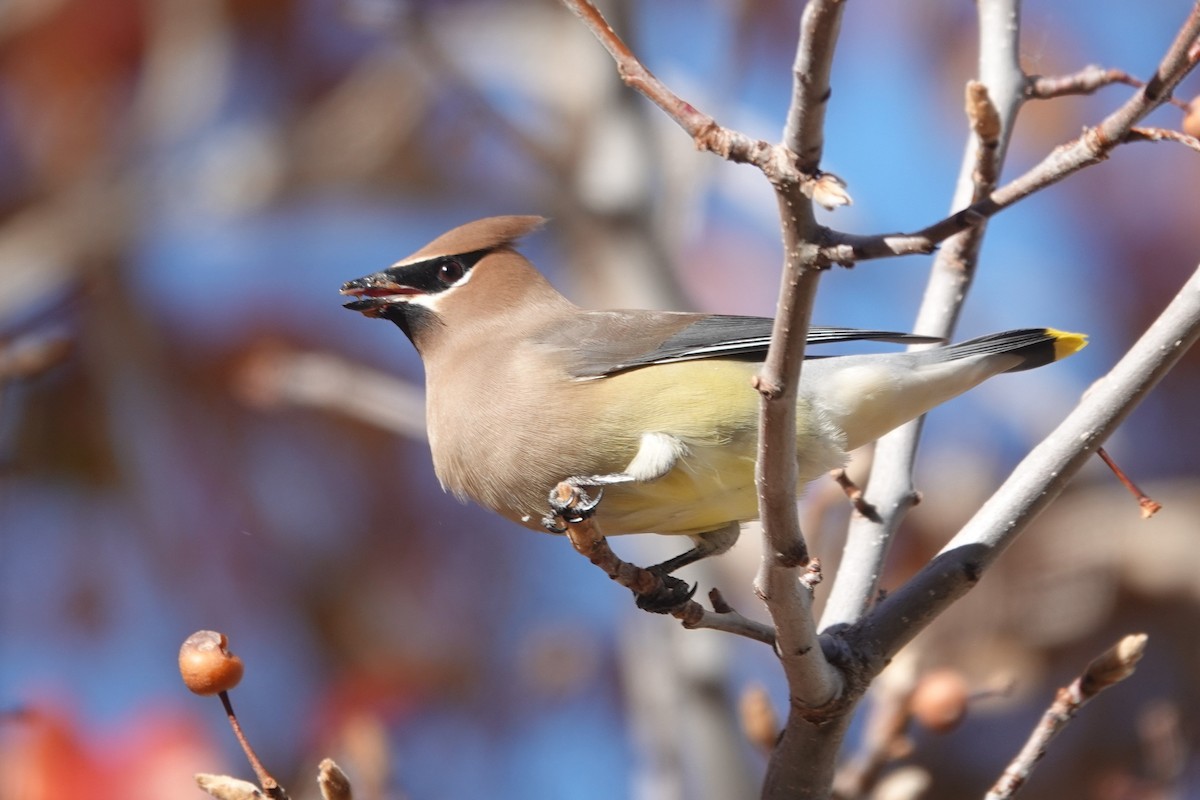 Cedar Waxwing - ML646532175