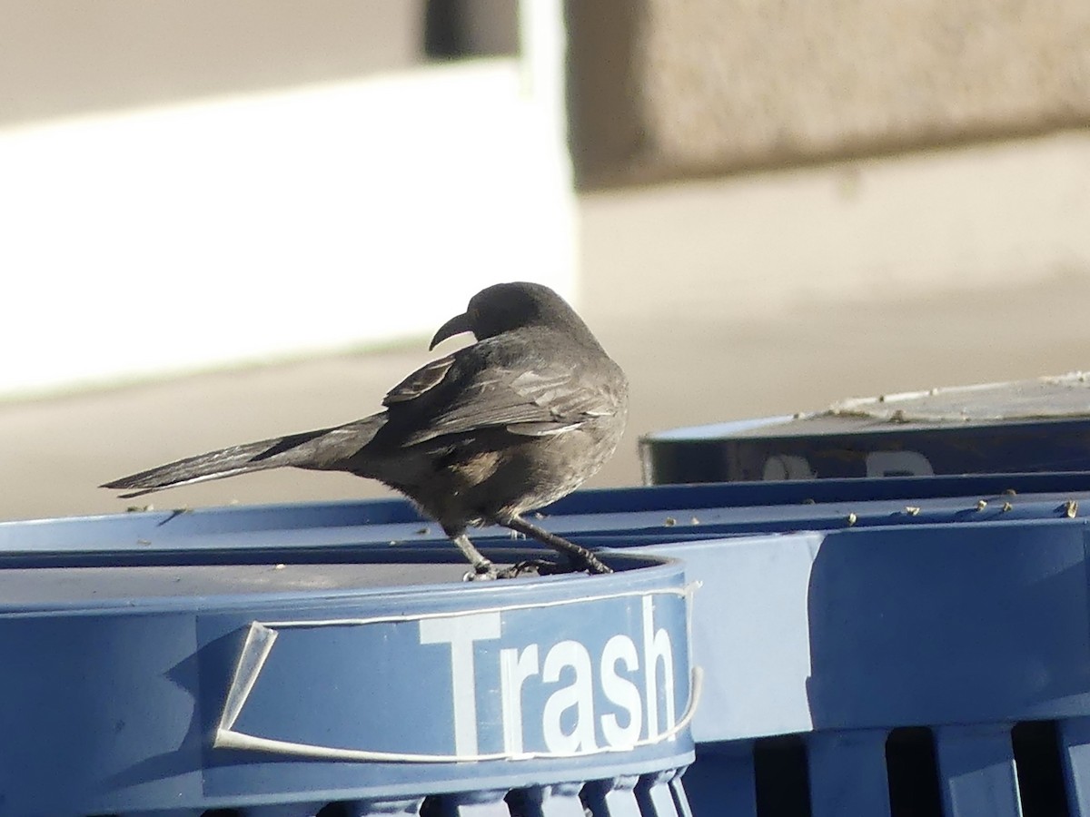 マルハシツグミモドキ - ML646532179