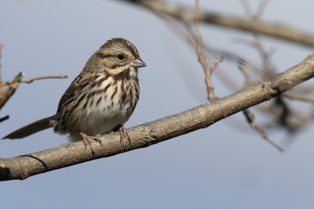 Song Sparrow (melodia/atlantica) - ML646532180