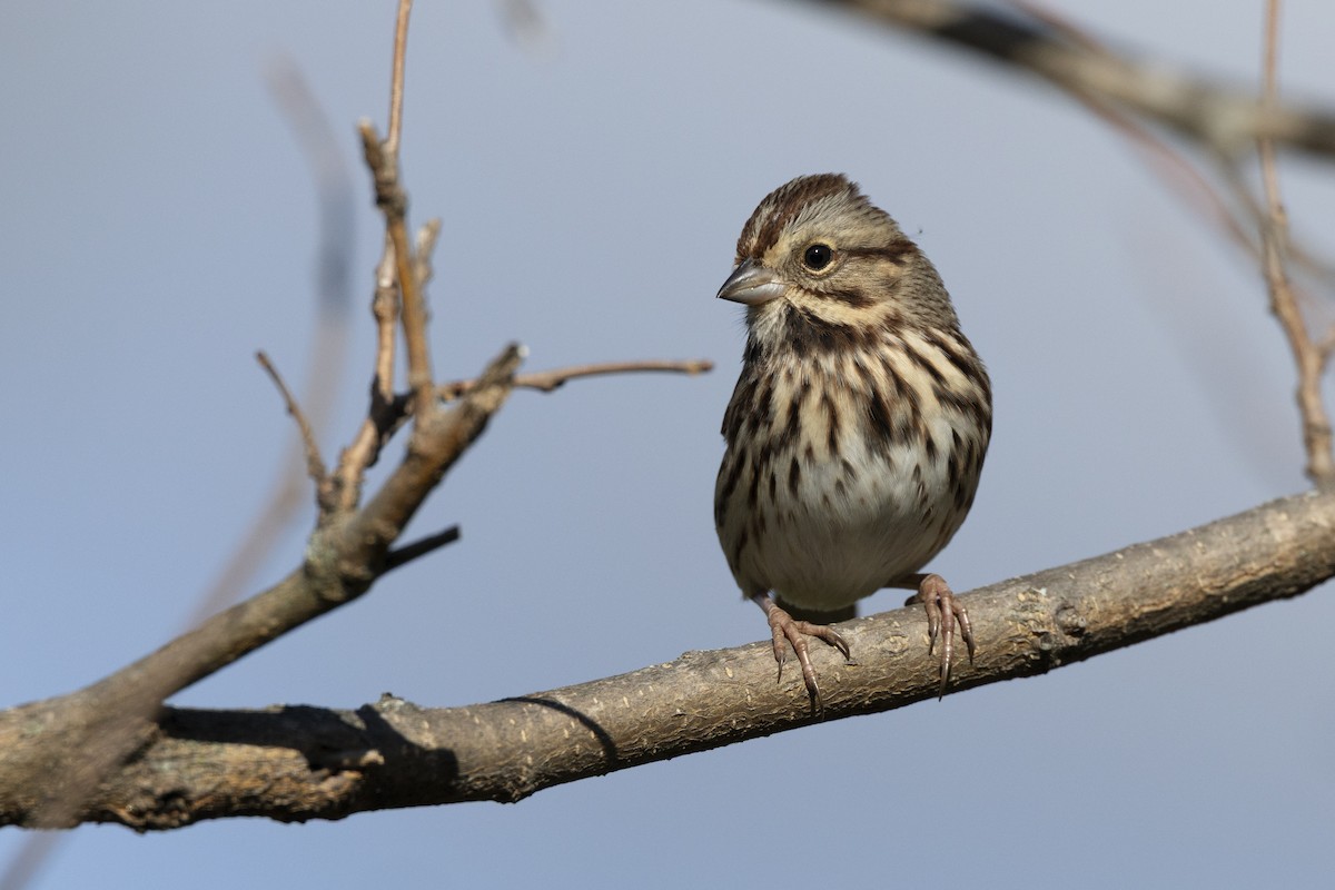 Song Sparrow (melodia/atlantica) - ML646532181