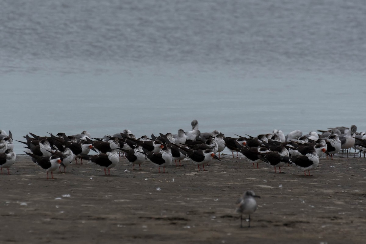 Black Skimmer - ML646532182