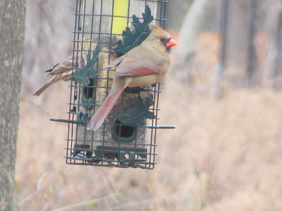 Rotkardinal - ML646532183